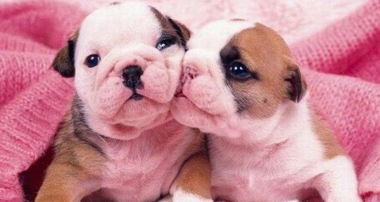 Cute puppies